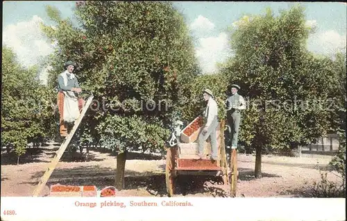 Orangen Oranges Orange picking Southern California Kat. Landwirtschaft