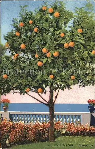 Orangen Oranges Baum Cote d Azur  Kat. Landwirtschaft