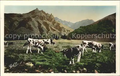 Kuehe Auvergne Vallee d Enfer Sancy  Kat. Tiere