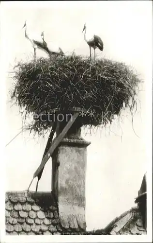 Storch Alsace Nid de Cigognes Kat. Tiere