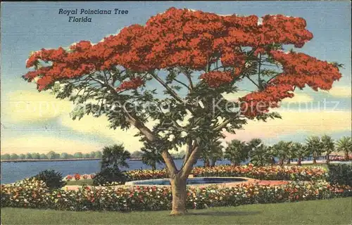 Baeume Trees Royal Poinciana Tree Florida  Kat. Pflanzen