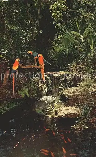 Papagei Fische Fishing Hole Waterfall Miami Parrot Jungle Kat. Tiere