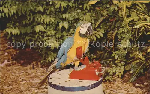 Papagei Zena Telefon Miami Parrot Jungle Kat. Tiere