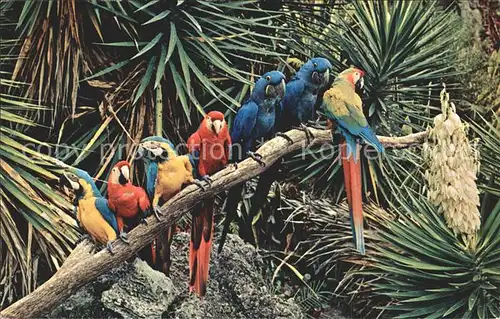Papagei Macaws Miami Parrot Jungle  Kat. Tiere