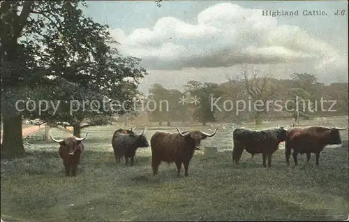 Bueffel Highland Cattle Kat. Tiere