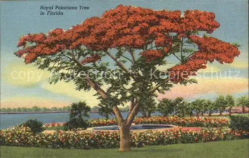 Baeume Trees Royal Poinciana Tree Florida  Kat. Pflanzen