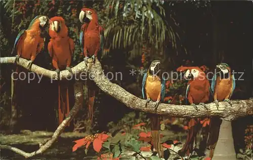Papagei Parrot Jungle Florida  Kat. Tiere