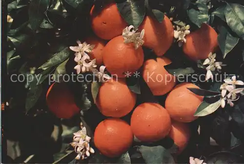 Orangen Oranges  Kat. Landwirtschaft