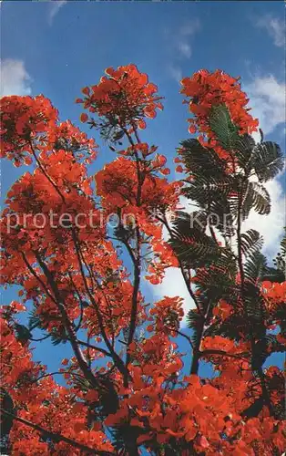 Baeume Trees Royal Poinciana Tree Key West Florida Kat. Pflanzen