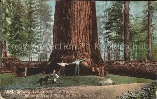 Baeume Trees General Lee Fallen Monarch General Grant National Park California Kat. Pflanzen