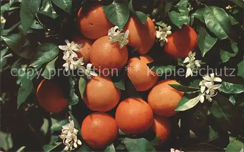 Orangen Oranges Florida  Kat. Landwirtschaft