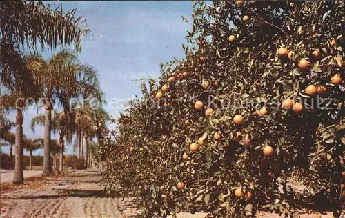 Orangen Oranges Palm Bordered Orange Grove Florida  Kat. Landwirtschaft