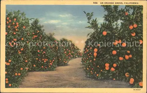 Orangen Oranges Orange Grove California Kat. Landwirtschaft