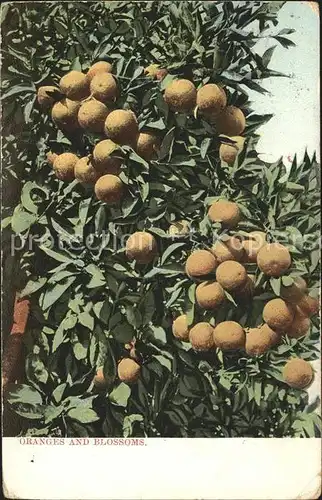 Orangen Oranges Oranges and Blossoms Kat. Landwirtschaft