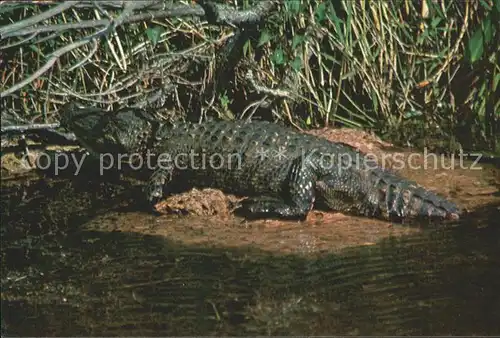 Krokodile Alligator Florida Everglades Kat. Tiere