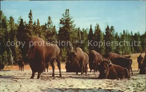 Tiere Bison Lower Geyser Basin Yellowstone National Park  Kat. Tiere