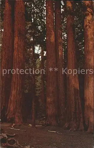 Baeume Trees Parker Group California Redwoods  Kat. Pflanzen