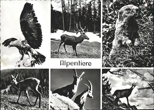 Murmeltier Alpentiere Adler Hirsch Steinbock Gemse Reh  Kat. Tiere