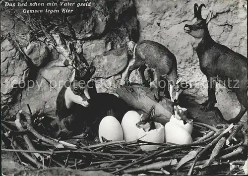 Gemse Nest Eier  Kat. Tiere
