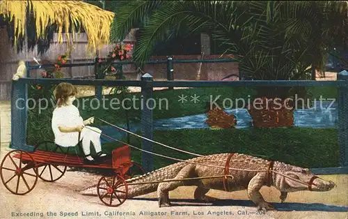 Krokodile Exceeding the Speed Limit California Alligator Farm Los Angeles Kat. Tiere