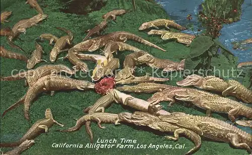 Krokodile California Alligator Farm Los Angeles Lunch Time Kat. Tiere