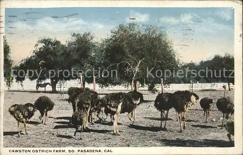 Voegel Strausse Cawston Ostrich Farm Pasadena California Kat. Tiere