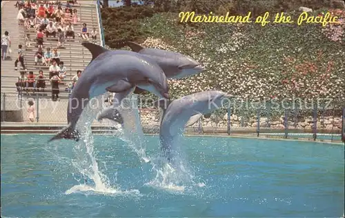 Delphine Marineland of the Pacific Kat. Tiere