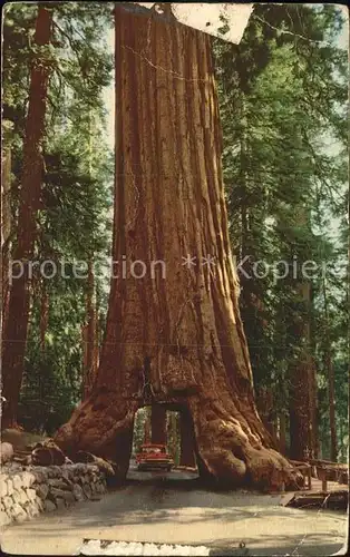 Baeume Trees Yosemite National Park Wawona Mariposa Grove  Kat. Pflanzen