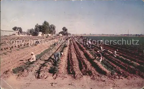 Ernte Landwirtschaft Karotten Rich Imperial Valley California  Kat. Landwirtschaft