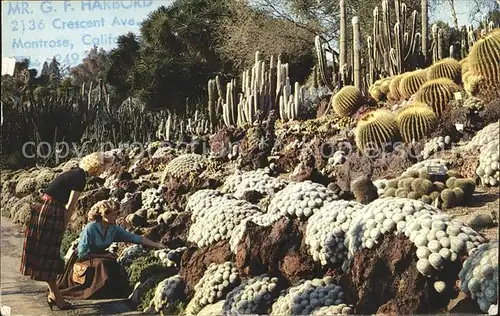 Kakteen Cactus and Desert Plant Gardens San Marino California Kat. Pflanzen