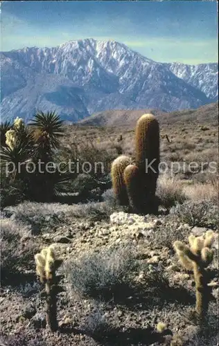 Kakteen Cholla cactus Barrel cactus Mojave Yucca  Kat. Pflanzen