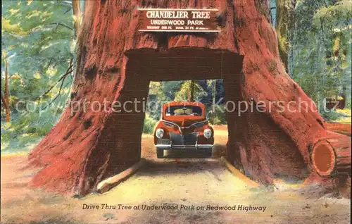 Baeume Trees Chandelier Tree Drive Thru Tree Underwood Park Redwood Highway  Kat. Pflanzen