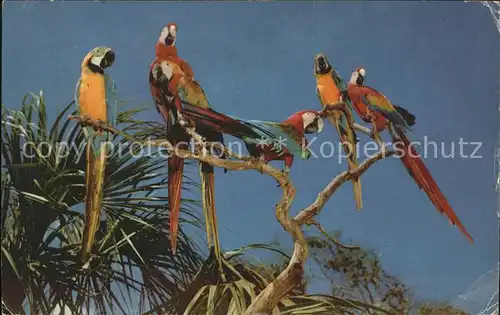 Papagei Macaws Miami Parrot Jungle  Kat. Tiere