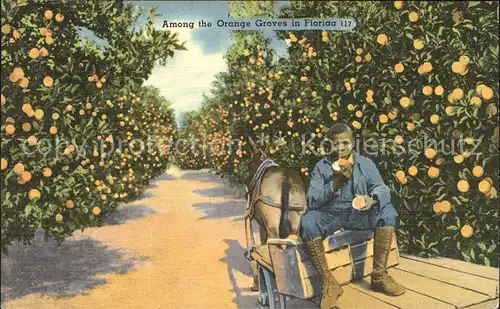 Orangen Oranges Orange Groves Florida Esel Kat. Landwirtschaft