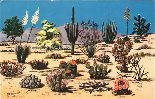 Kakteen Cacti and desert flora  Kat. Pflanzen