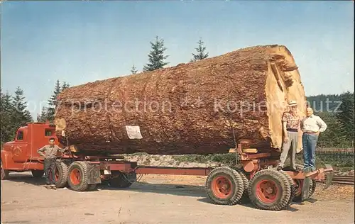 Baeume Trees Giant Fir Log Oregon Kat. Pflanzen
