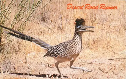 Voegel Roadrunner Wegekuckuck  Kat. Tiere