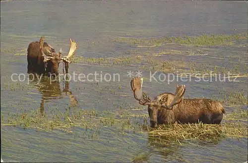Elch Elchbulle Bull Moose Yellowstone National Park  Kat. Tiere