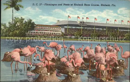 Flamingo Nest Hialeah Race Course  Kat. Tiere