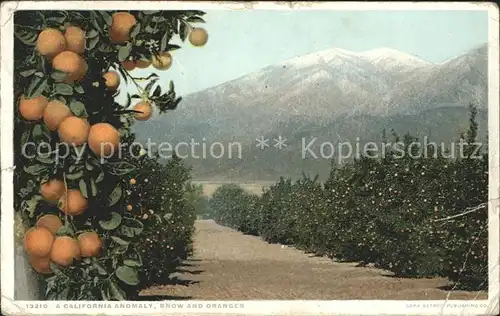 Orangen Oranges California Anomaly Snow and Oranges Kat. Landwirtschaft