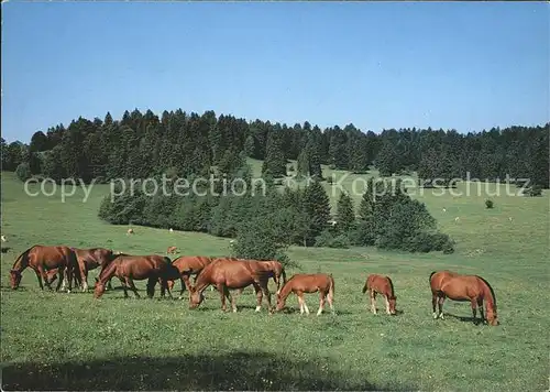 Pferde Franches Montagnes  Kat. Tiere