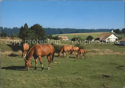 Pferde Franches Montagnes Kat. Tiere