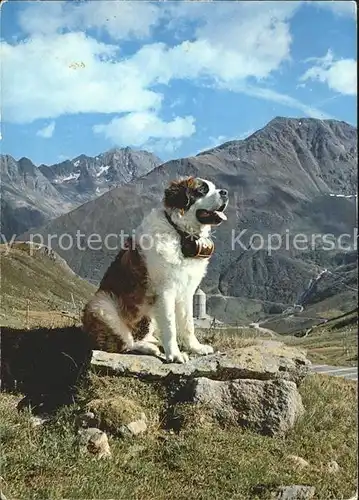 Bernhardiner Hund  Kat. Tiere