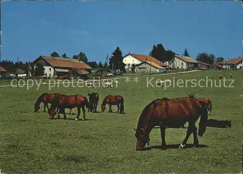 Pferde Paturage du Jura Franches Montagnes  Kat. Tiere