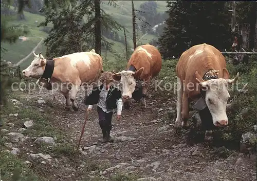 Kuehe Kind Hirte Alpaufzug Berner Oberland  Kat. Tiere