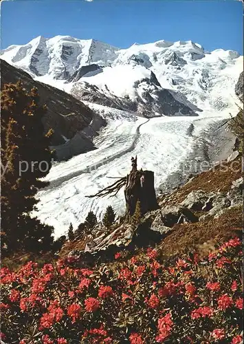 Gletscher Morteratsch Alpenrosenfeld Piz Palue Bellavista Kat. Berge