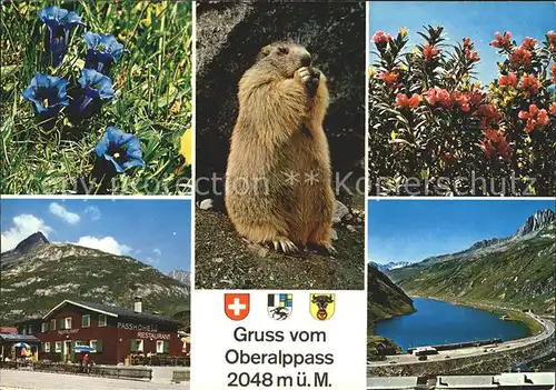 Murmeltier Oberalppass Enzian Alpenrosen Uri Graubuenden Kat. Tiere