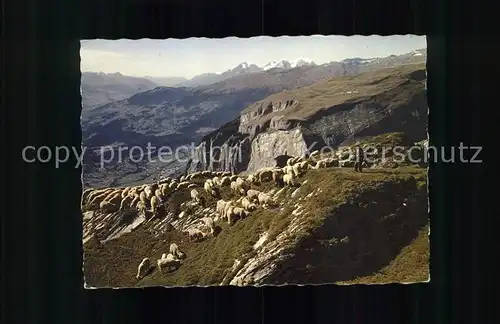 Schafe Herde Hirte Alp Mora Flims Flimserstein Kat. Tiere