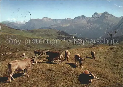 Kuehe Arosa Weg zum Hoernli Weissfluh  Kat. Tiere