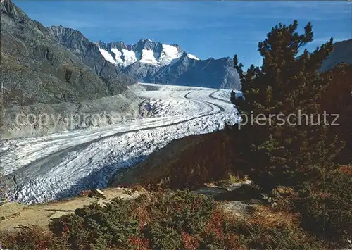 Gletscher Aletsch Aletschwald Wannenhorn  Kat. Berge